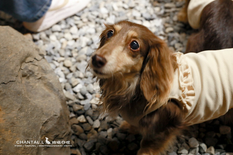 1J6A6498-2拷貝-2拷貝 拷貝