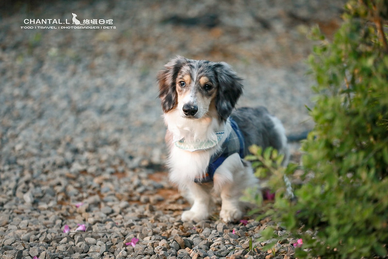 1J6A6072-2拷貝-2拷貝 拷貝