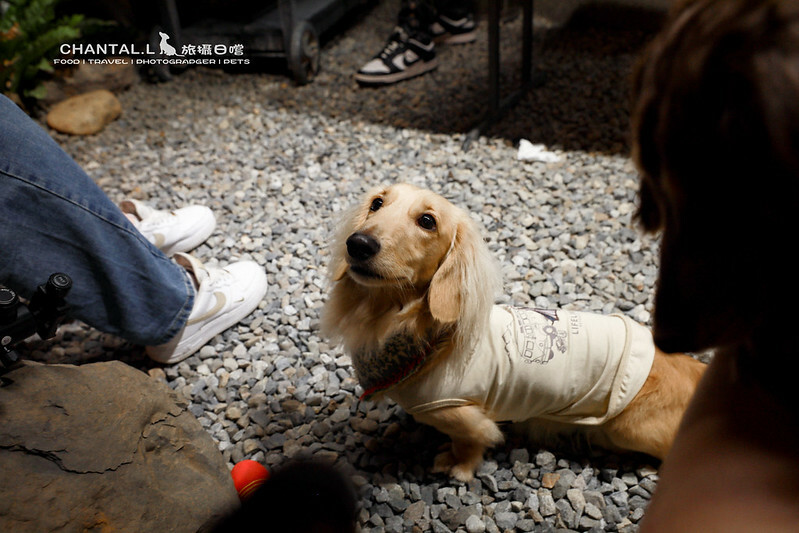 1J6A6493-2拷貝-2拷貝 拷貝