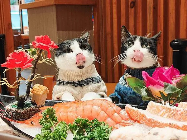 🍴〔餐廳×嘉義〕橘子火鍋 | 南部最強麻辣火鍋，高CP值超人