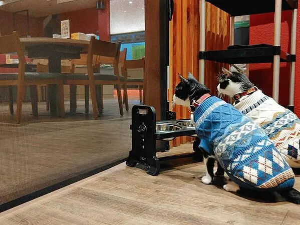 🍴〔餐廳×嘉義〕橘子火鍋 | 南部最強麻辣火鍋，高CP值超人