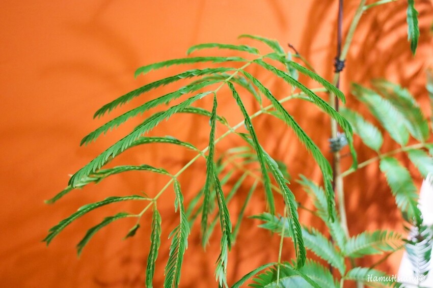 新北市新店區【食￭小碧潭】le nord北方/小碧潭捷運站咖啡廳/精選盆栽販售/小碧潭下午茶推薦/小碧潭甜點推薦