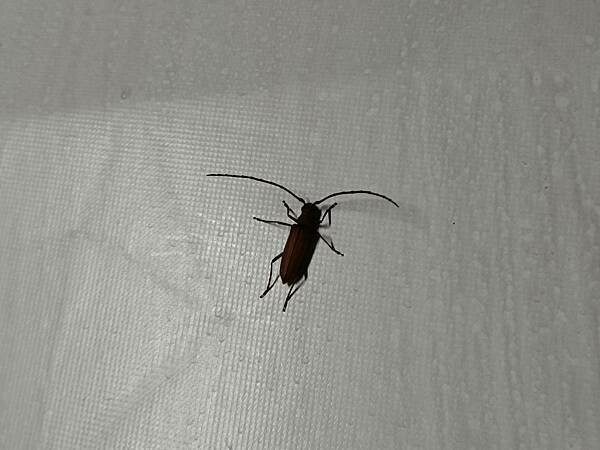 嘉義縣番路鄉嘉義全新開幕的免裝備懶人露營【歸樸森活】人來就好、享受5星級的住宿環境、7星級的衛浴設備！免開蜿蜒山路