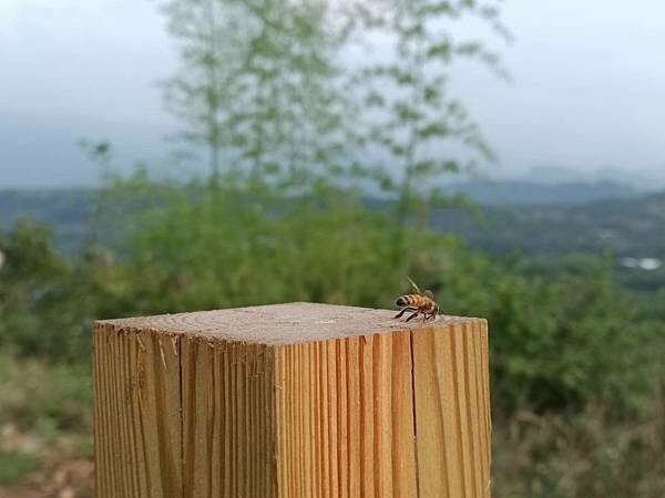 嘉義縣番路鄉嘉義全新開幕的免裝備懶人露營【歸樸森活】人來就好、享受5星級的住宿環境、7星級的衛浴設備！免開蜿蜒山路