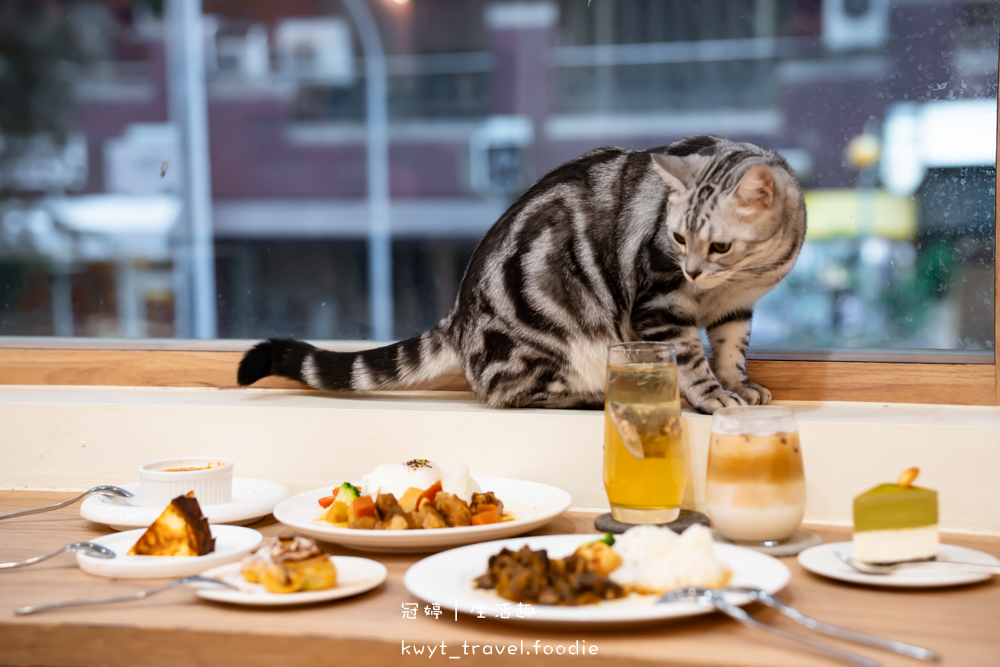 半刻貓·有貓的咖啡館,媲美甜點店的巴斯克蛋糕,與24隻貓咪共度美好時光,高雄貓咪咖啡廳推薦_2025菜單 – 冠婷生活趣