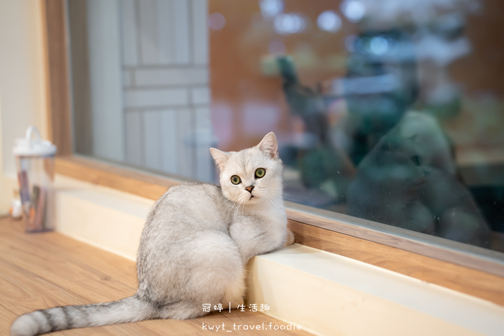 半刻貓·有貓的咖啡館,媲美甜點店的巴斯克蛋糕,與24隻貓咪共度美好時光,高雄貓咪咖啡廳推薦_2025菜單 – 冠婷生活趣