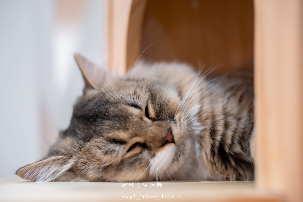 半刻貓·有貓的咖啡館,媲美甜點店的巴斯克蛋糕,與24隻貓咪共度美好時光,高雄貓咪咖啡廳推薦_2025菜單 – 冠婷生活趣