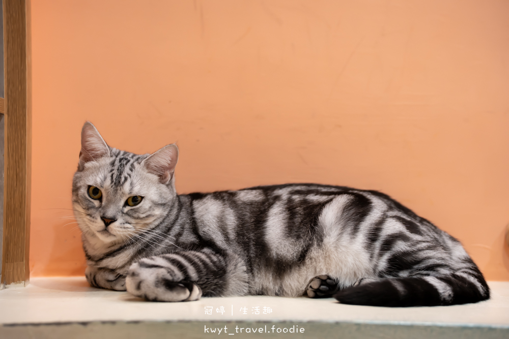 半刻貓·有貓的咖啡館,媲美甜點店的巴斯克蛋糕,與24隻貓咪共度美好時光,高雄貓咪咖啡廳推薦_2025菜單 – 冠婷生活趣