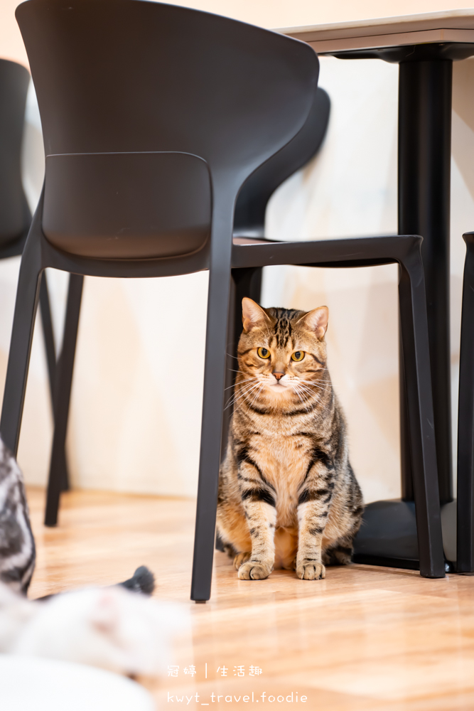 半刻貓·有貓的咖啡館,媲美甜點店的巴斯克蛋糕,與24隻貓咪共度美好時光,高雄貓咪咖啡廳推薦_2025菜單 – 冠婷生活趣