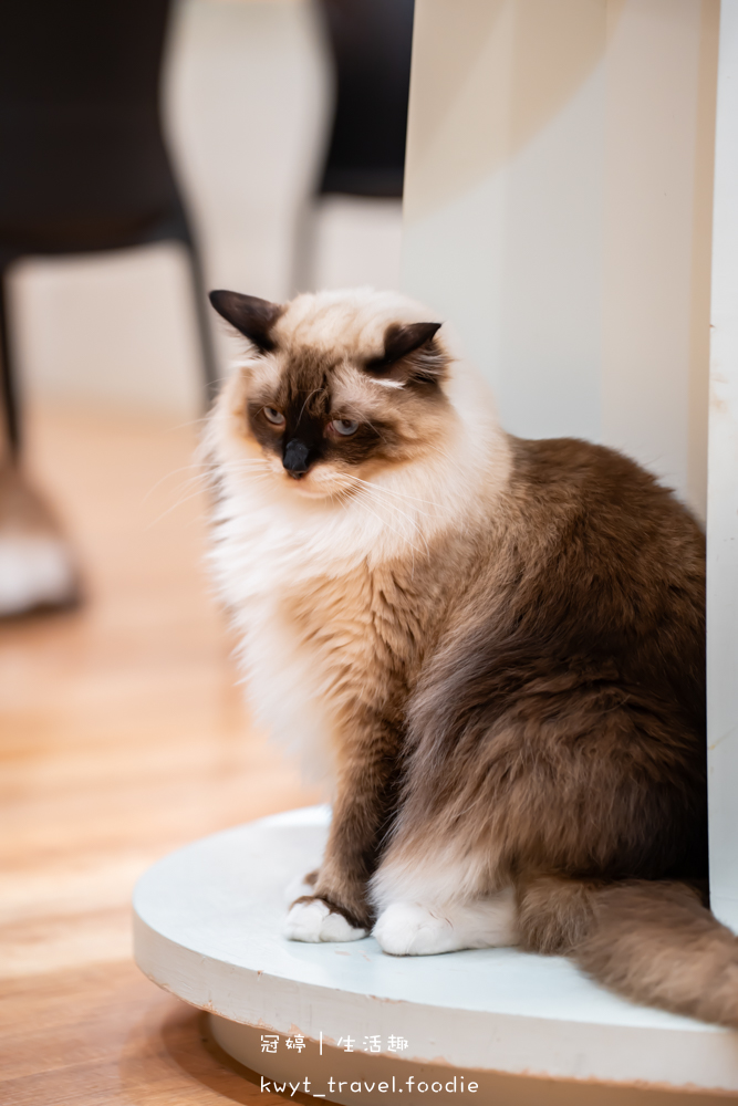半刻貓·有貓的咖啡館,媲美甜點店的巴斯克蛋糕,與24隻貓咪共度美好時光,高雄貓咪咖啡廳推薦_2025菜單 – 冠婷生活趣