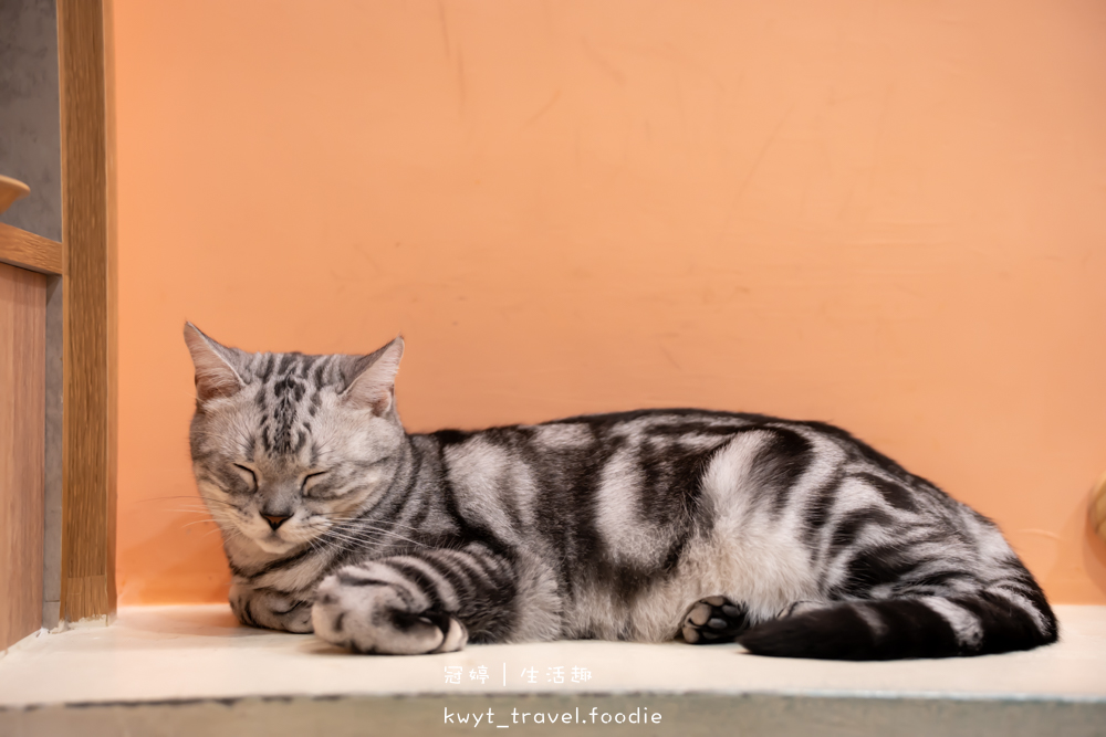 半刻貓·有貓的咖啡館,媲美甜點店的巴斯克蛋糕,與24隻貓咪共度美好時光,高雄貓咪咖啡廳推薦_2025菜單 – 冠婷生活趣