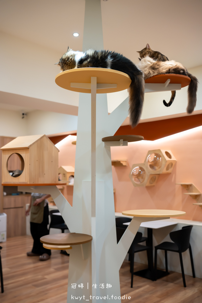 半刻貓·有貓的咖啡館,媲美甜點店的巴斯克蛋糕,與24隻貓咪共度美好時光,高雄貓咪咖啡廳推薦_2025菜單 – 冠婷生活趣