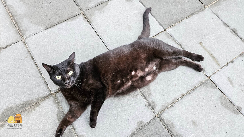 澎湖縣馬公市澎湖復國八號旅居 距離花火節超近民宿!旅宿網站評價9.8超高分澎湖住宿選擇,我在這邊被求婚了!