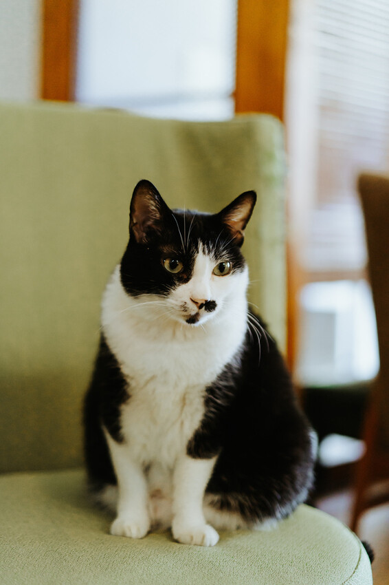 到一個不曾停留的山邊小村落,吸咖啡 甜點 和貓咪味|宜蘭東澳