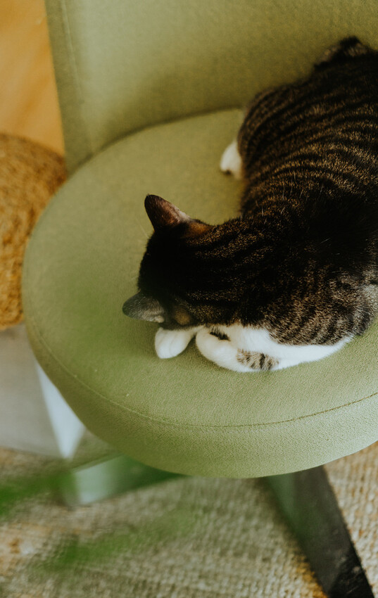 到一個不曾停留的山邊小村落,吸咖啡 甜點 和貓咪味|宜蘭東澳