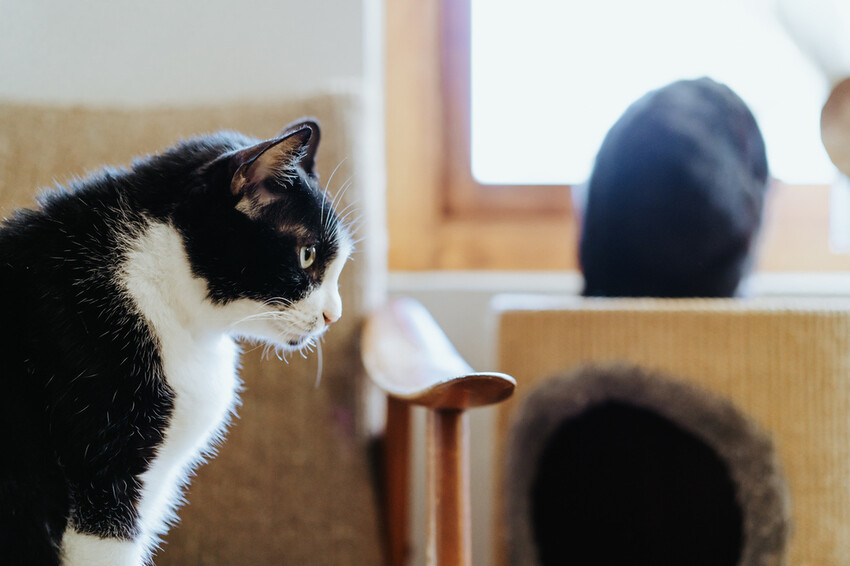 到一個不曾停留的山邊小村落,吸咖啡 甜點 和貓咪味|宜蘭東澳