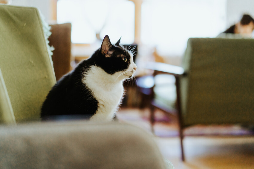 到一個不曾停留的山邊小村落,吸咖啡 甜點 和貓咪味|宜蘭東澳