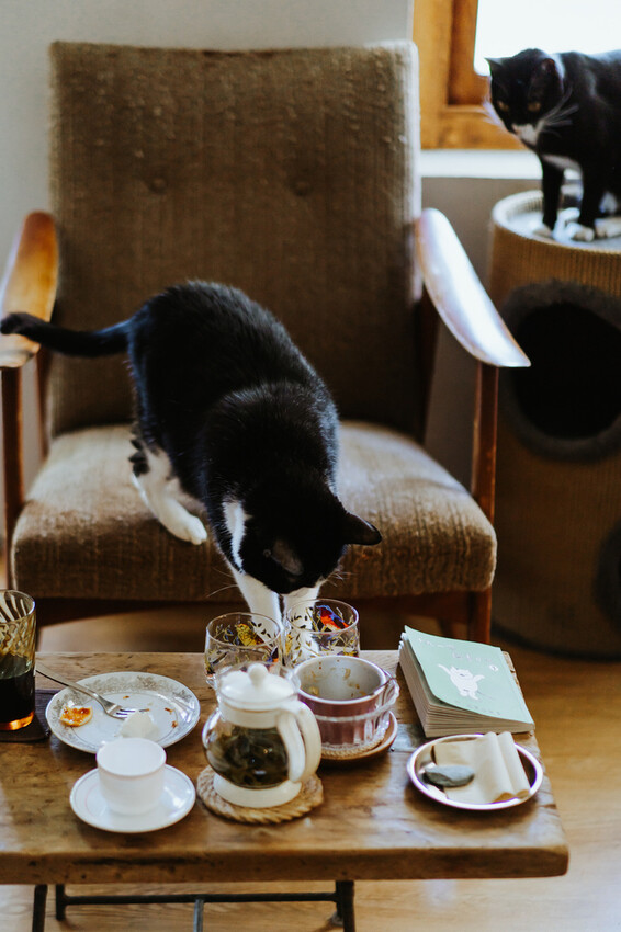 到一個不曾停留的山邊小村落,吸咖啡 甜點 和貓咪味|宜蘭東澳
