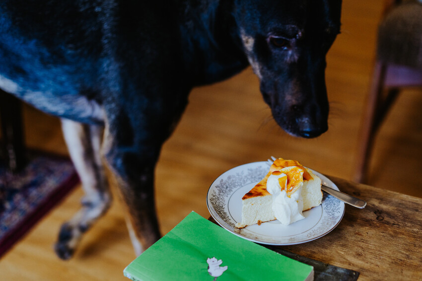 到一個不曾停留的山邊小村落,吸咖啡 甜點 和貓咪味|宜蘭東澳