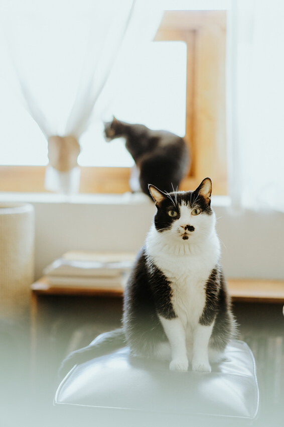 到一個不曾停留的山邊小村落,吸咖啡 甜點 和貓咪味|宜蘭東澳