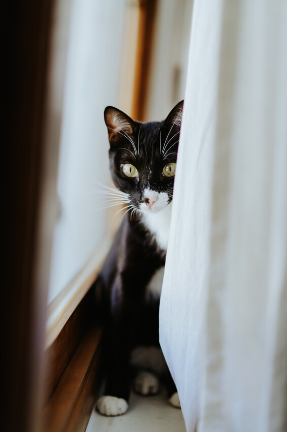 到一個不曾停留的山邊小村落,吸咖啡 甜點 和貓咪味|宜蘭東澳