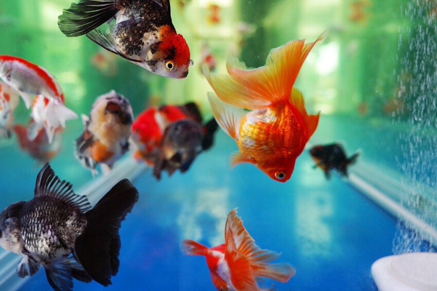 距離華泰名品城3分鐘車程!招牌石頭麻油炒魷魚干、辛香料~現場爆炒香氣好逼人