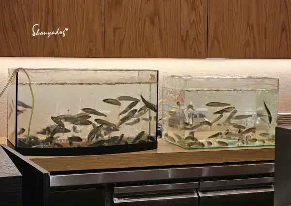 【日本料理】天婦羅 杉村 頂級板前無菜單料理 高級天婦羅初體 【日本料理】天婦羅 杉村 頂級板前無菜單料理 高級天婦羅初體