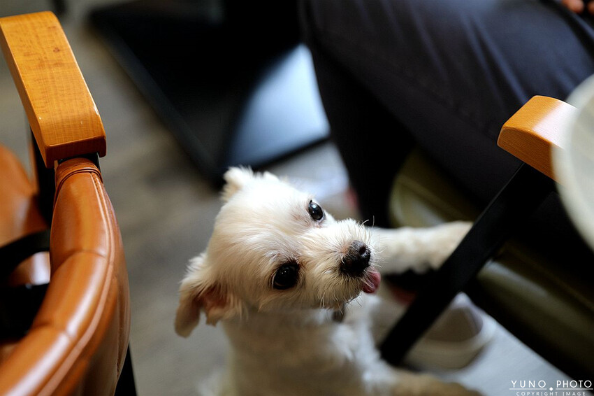 台中市太平區隱身巷弄文青風早午餐！食材新鮮堅持手作餐點美味有特色 隱藏版『店員』陪您用餐｜朝詩沐餉早午餐(寵物友善