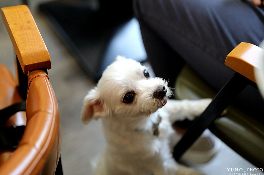 台中市太平區隱身巷弄文青風早午餐！食材新鮮堅持手作餐點美味有特色 隱藏版『店員』陪您用餐｜朝詩沐餉早午餐(寵物友善