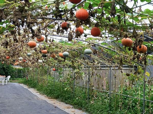 新北萬里一間冰屋~野柳海洋世界~地質公園~ 新北萬里一間冰屋~野柳海洋世界~地質公園~