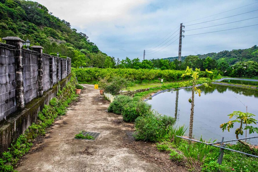 桃園市龍潭區青山吉田|愛麗絲夢幻仙境森林小屋!連google都找不到,藏身橘子園秘境咖啡廳