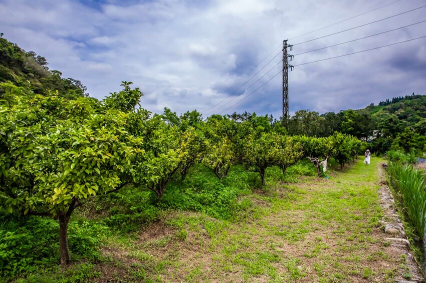 桃園市龍潭區青山吉田|愛麗絲夢幻仙境森林小屋!連google都找不到,藏身橘子園秘境咖啡廳