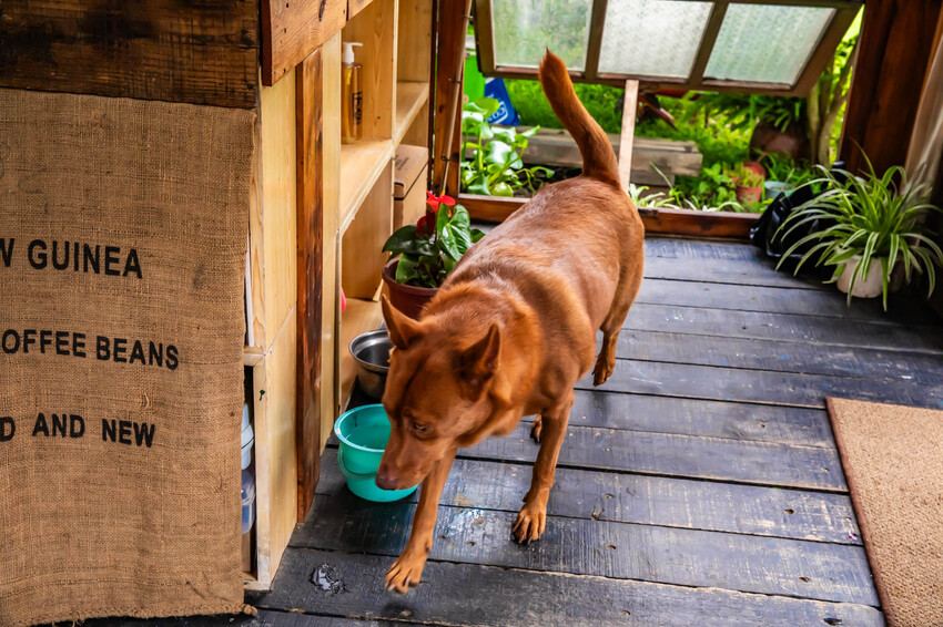桃園市龍潭區青山吉田|愛麗絲夢幻仙境森林小屋!連google都找不到,藏身橘子園秘境咖啡廳