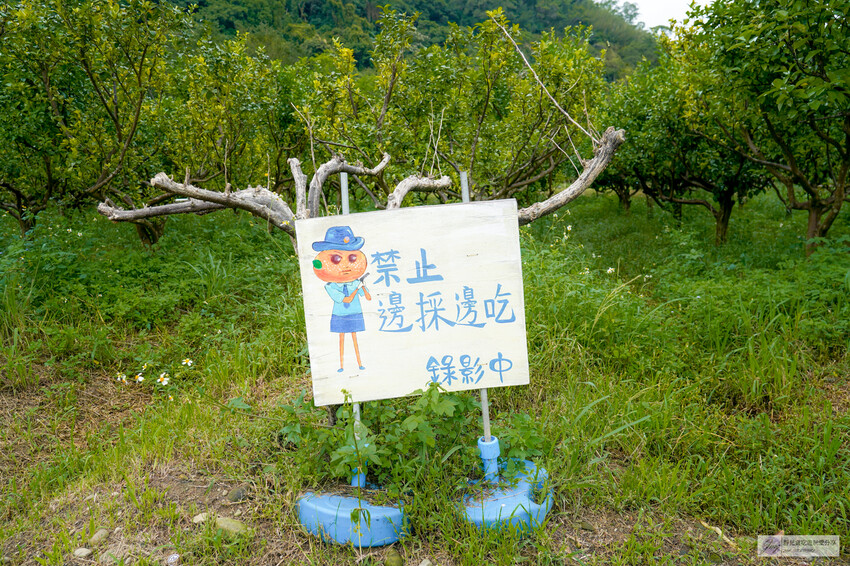 桃園市龍潭區美食、青山吉田，秘境小屋等你來預約，橘子園中的童話體驗。