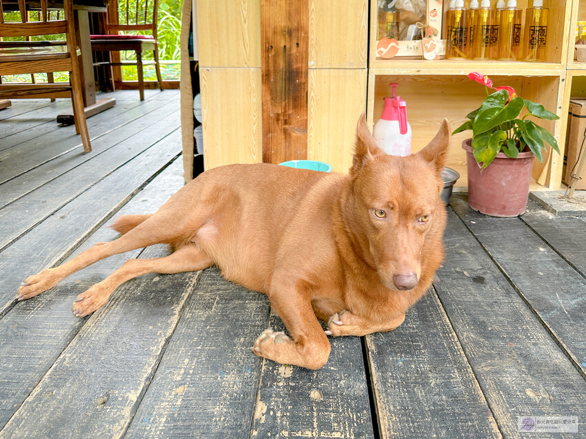 桃園市龍潭區美食、青山吉田，秘境小屋等你來預約，橘子園中的童話體驗。