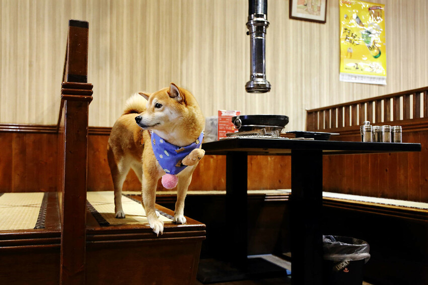 桃園中壢燒肉推薦,潮肉炭火燒肉中壢新生店,CP值超高的和牛吃