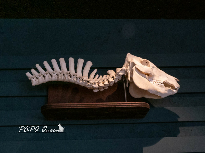 台中市西區台中|Ranger Land | 自然圈-探險俱樂部:窯烤夾餅、早午餐,整棟透明玻璃打造生態美學IN勤美商圈