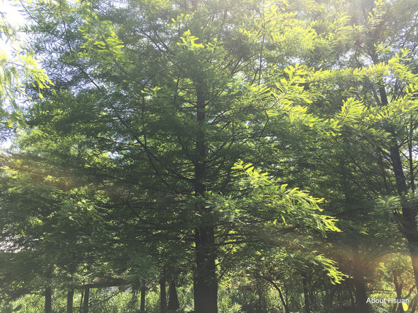 IMG_1587.JPG IMG_1587.JPG