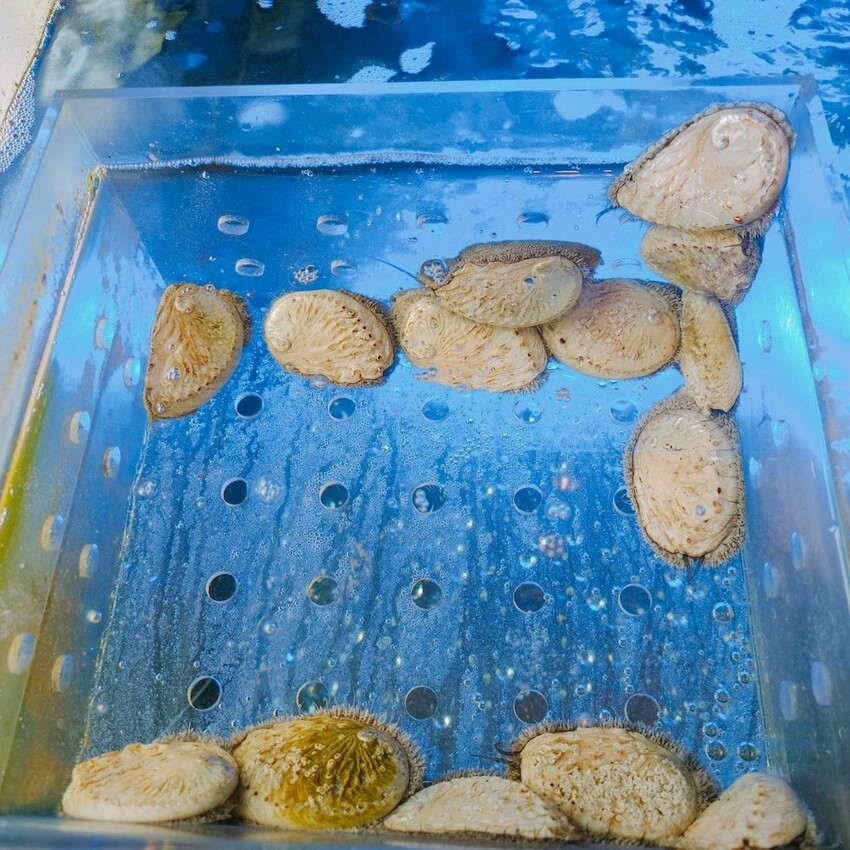 新北市中和區吃火鍋還能看水母！海牧水產鍋物四號公園店探險。