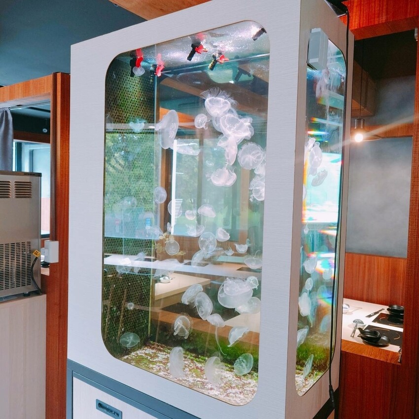 新北市中和區吃火鍋還能看水母！海牧水產鍋物四號公園店探險。