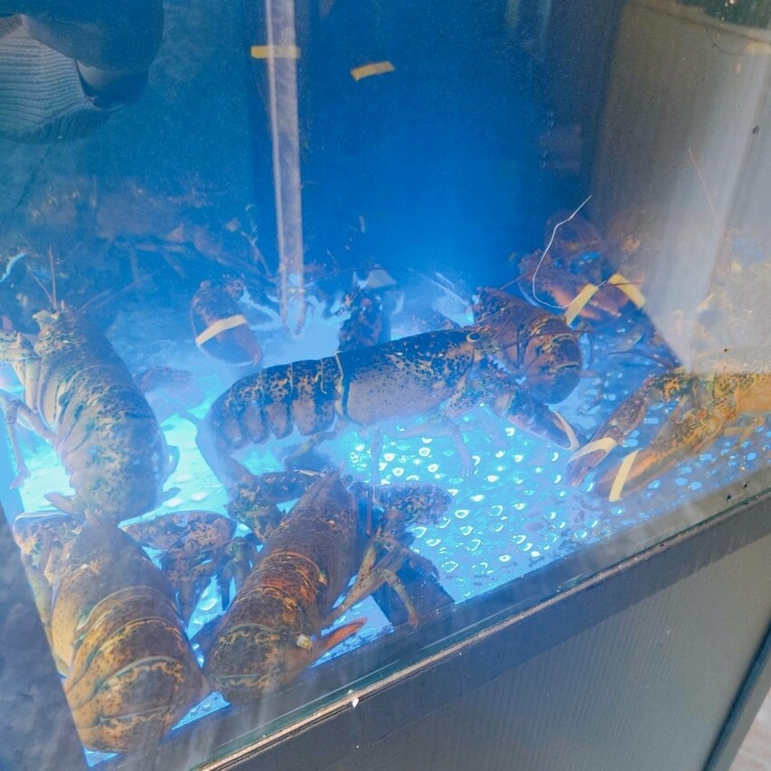 新北市中和區吃火鍋還能看水母！海牧水產鍋物四號公園店探險。