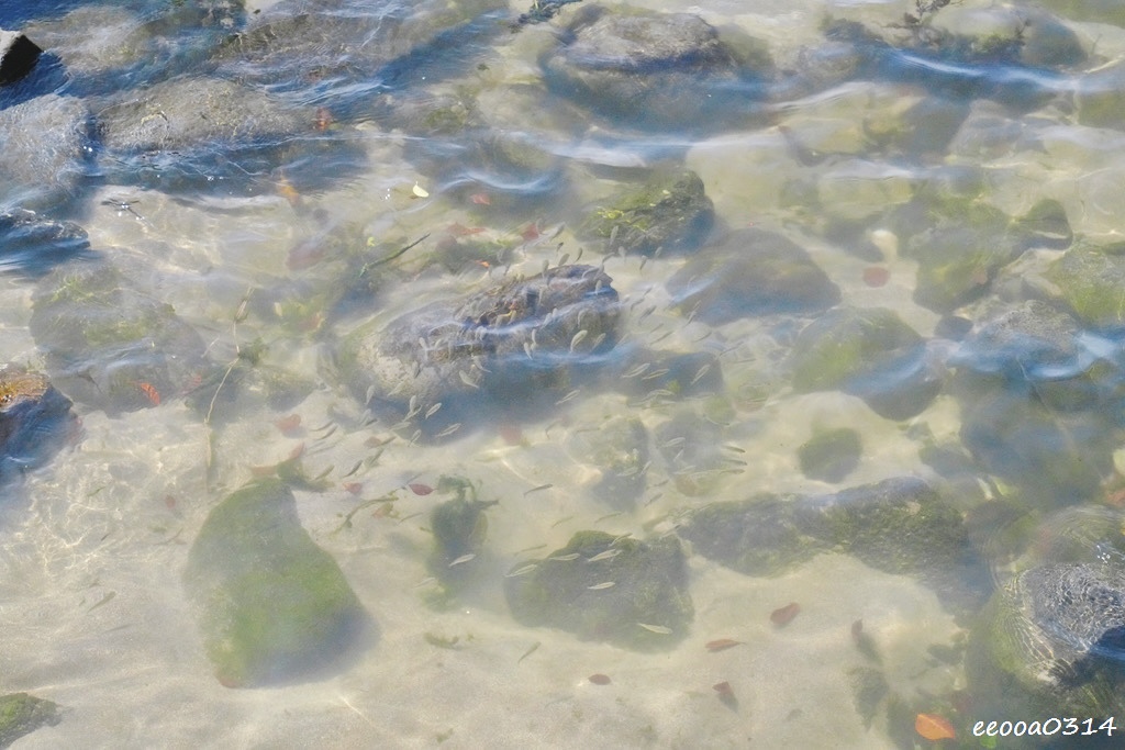 新北一日遊提案｜GRAY CAFE 咖灰喝咖啡+白沙灣看海玩