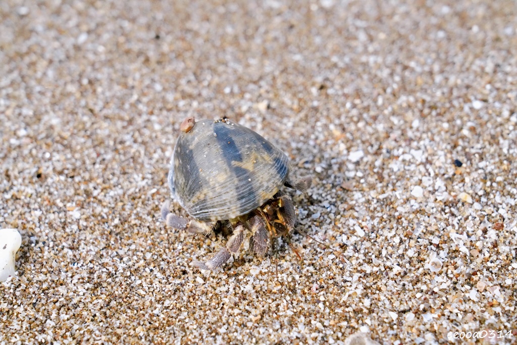 新北一日遊提案｜GRAY CAFE 咖灰喝咖啡+白沙灣看海玩