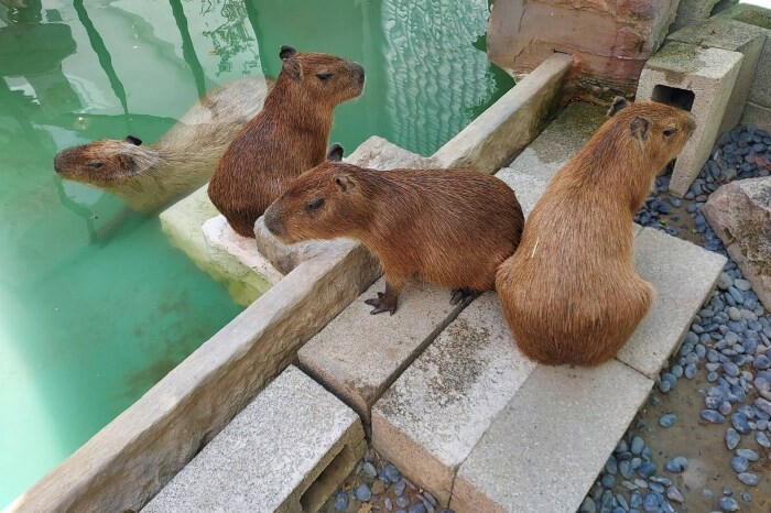 高雄市大寮區真心推薦 甜裡找茶手作千層蛋糕店  不輸知名品牌蛋糕的手作千層