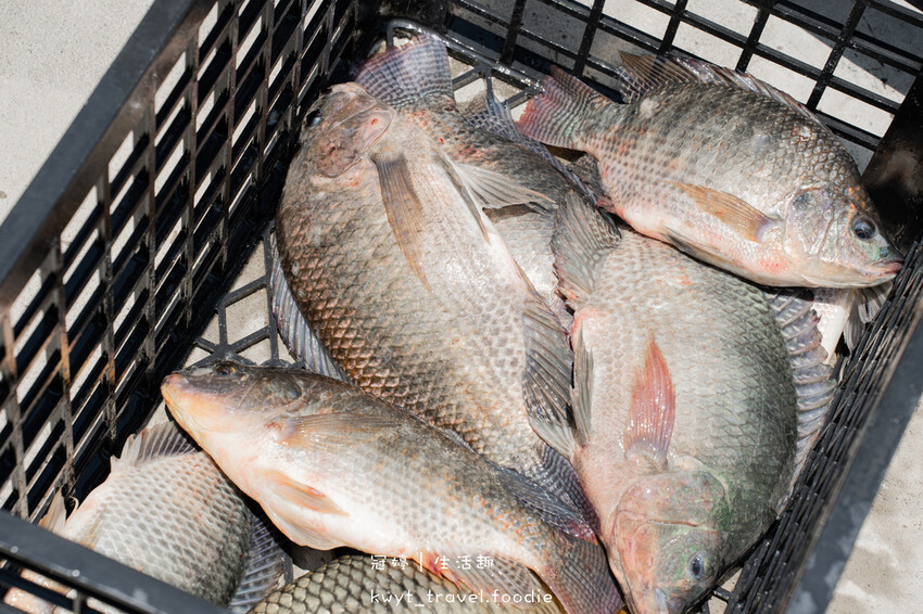 美濃餐廳推薦_里長台灣鯛美濃旗艦店，全台唯一！桌邊爆炒好客鍋