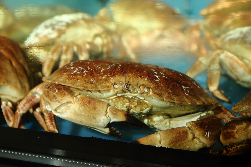台北日式無菜單料理推薦,微風建一食堂八品精緻餐點,比臉大的爆 台北日式無菜單料理推薦,微風建一食堂八品精緻餐點,比臉大的爆
