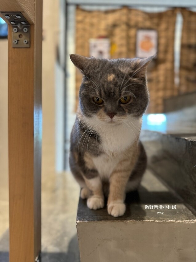 員山【花室咖啡】花藝&插畫的質感空間，推薦必點招牌厚鬆餅和布