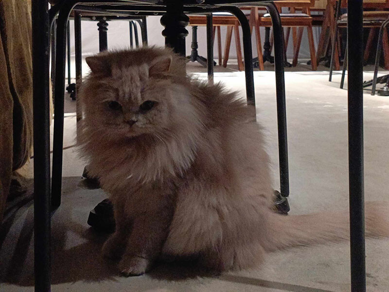 新竹巨城周邊美食！黑色老宅WULI ISLAND LAB日式炭烤串燒、牛排，老宅氛圍超Chill