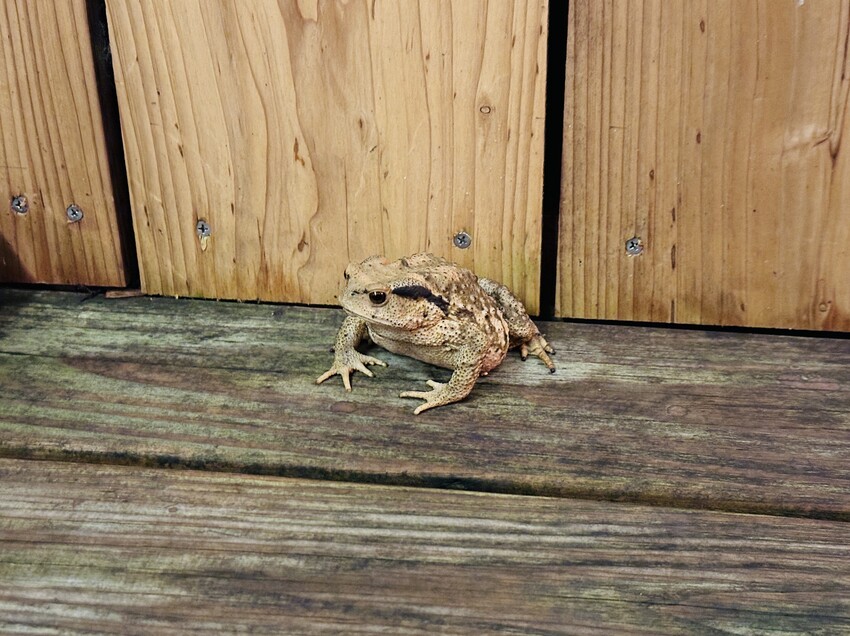 【鷗漫景觀農場露營區】宜蘭礁溪親子露營推薦!手作課程、生態導