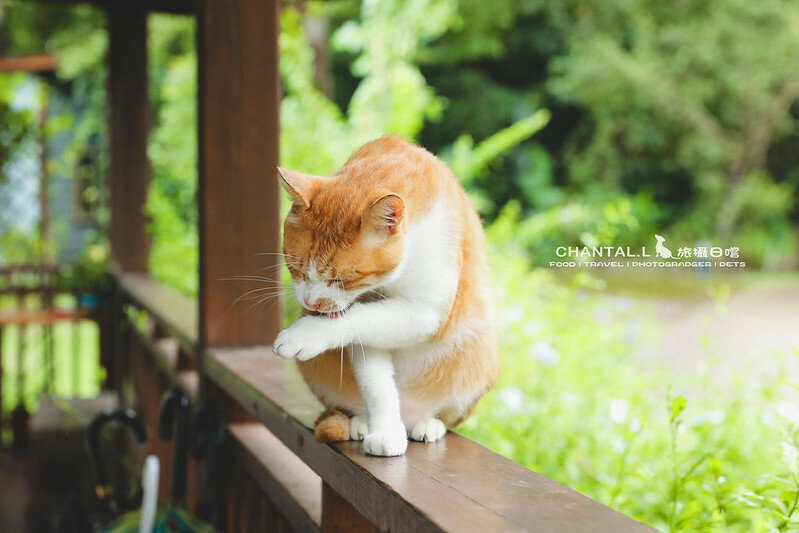 1J6A1978-2拷貝-2拷貝 拷貝